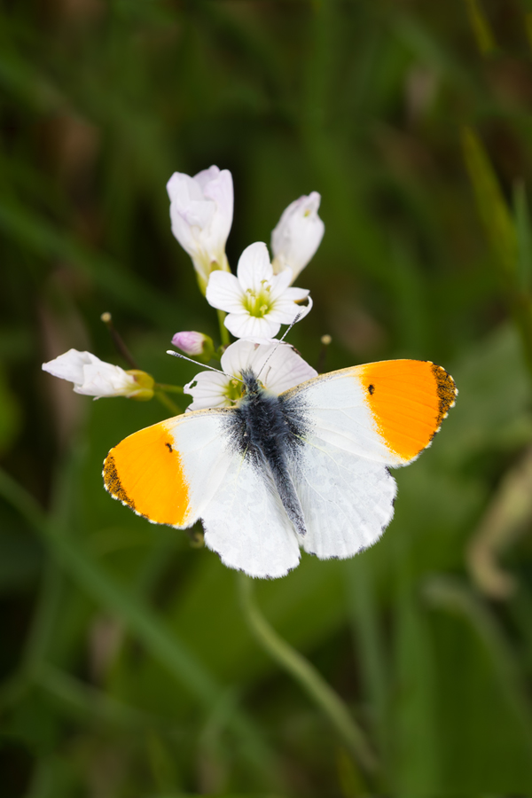 Orange Tip male 3